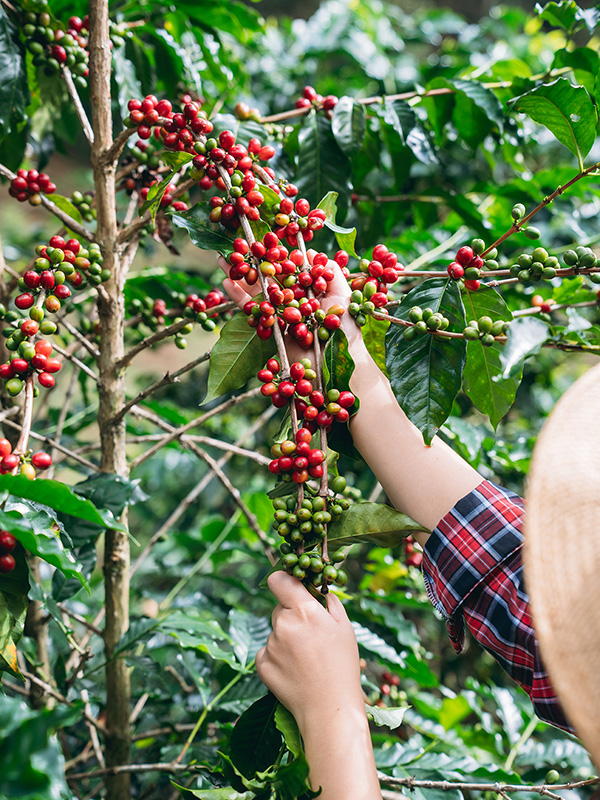 Connecting Global Buyers with Vietnam’s Best Sources